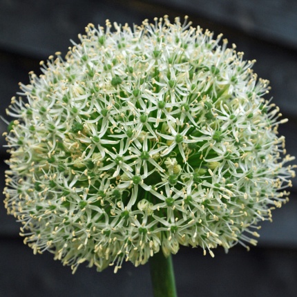 Allium Mount Everest