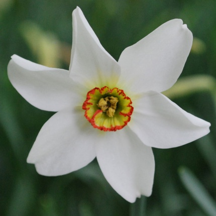 Narcissus poeticus var. recurvus AGM