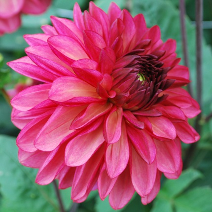 Dahlia 'Bacardi'