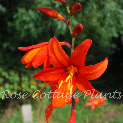 Crocosmia 'Prince of Orange'