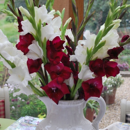 Gladiolus grandiflora 'Indian Summer'