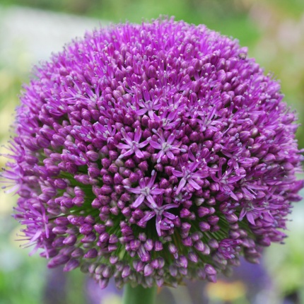 Allium Ambassador