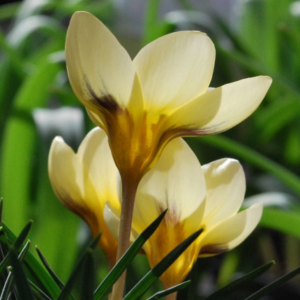 Crocus chrysanthus 'Cream Beauty'