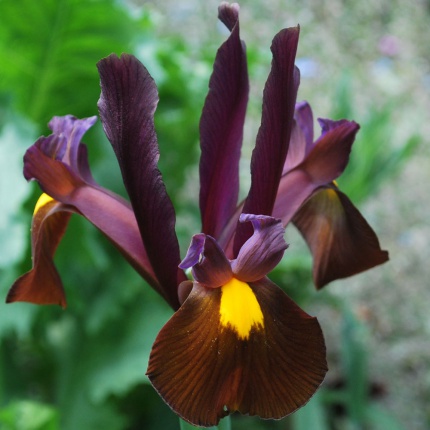 Iris hollandica 'Red Ember'