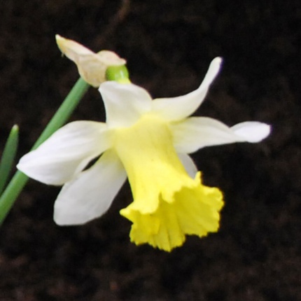 Narcissus 'Topolino'