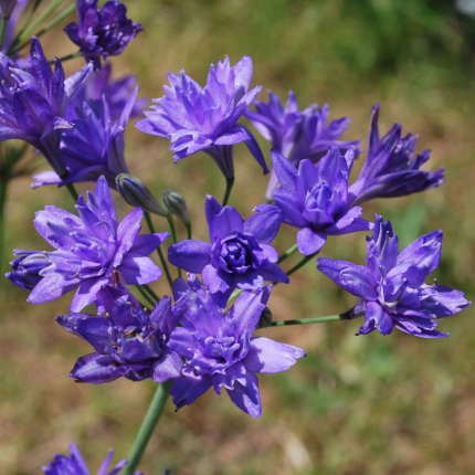 Triteleia 'Aquarius'