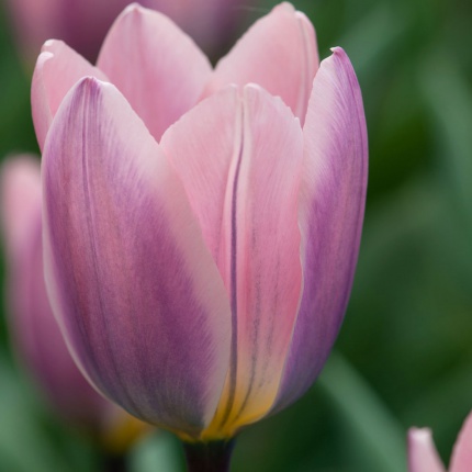 Tulipa 'Light & Dreamy'