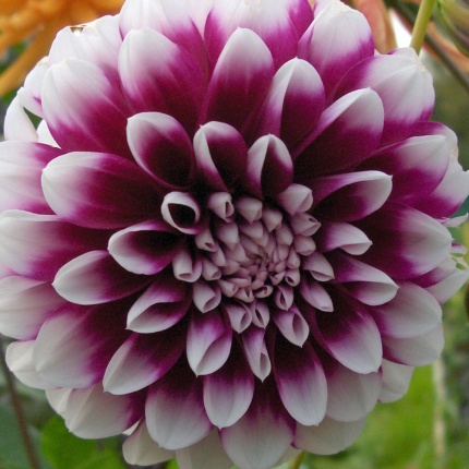 Dahlia 'Edinburgh'