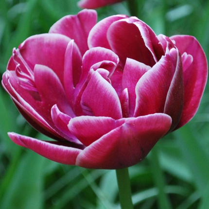 Tulipa 'Dream Touch'