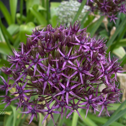 Allium 'Firmament'