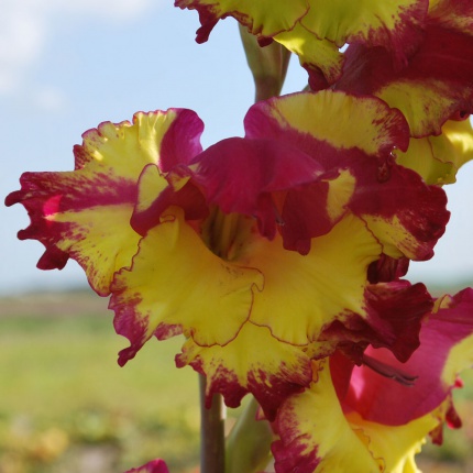 Gladiolus grandiflora Far West