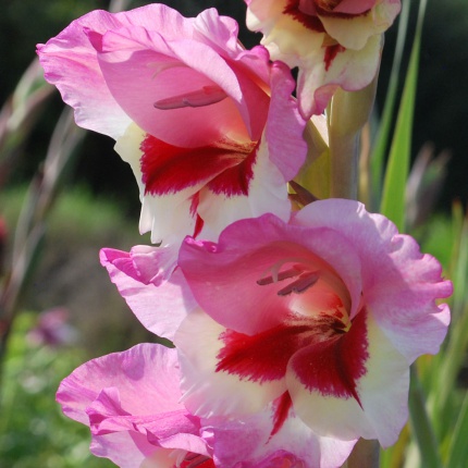 Gladiolus grandiflora 'Fiorentina'