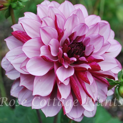 Dahlia 'Crème de Cassis' AGM