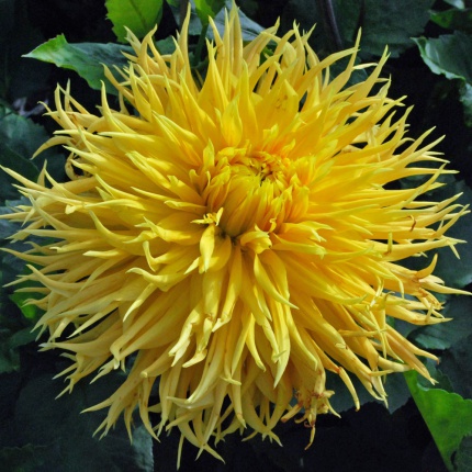 Dahlia 'Encore'