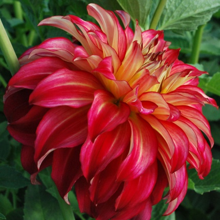 Dahlia 'Lady Darlene'