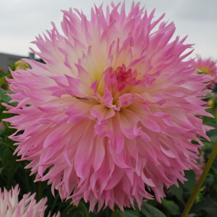 Dahlia 'Nadia Ruth'