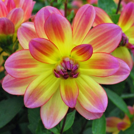 Dahlia 'Pacific Ocean'