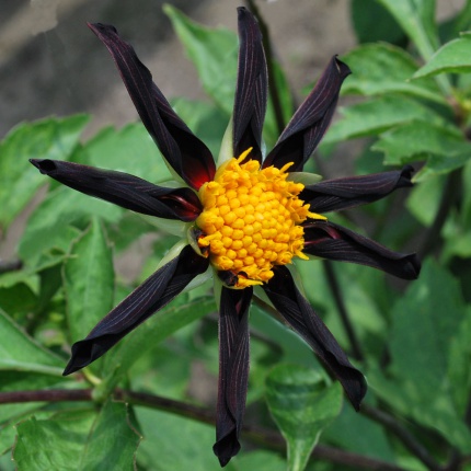 Dahlia 'Verrone's Obsidian'