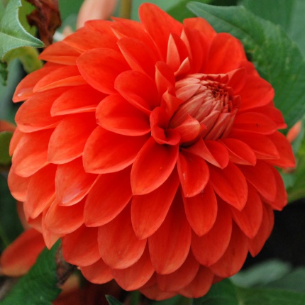 Dahlia 'Happy Halloween'