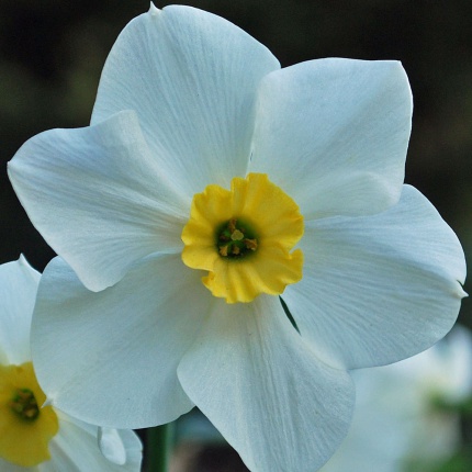 Narcissus 'Lieke'