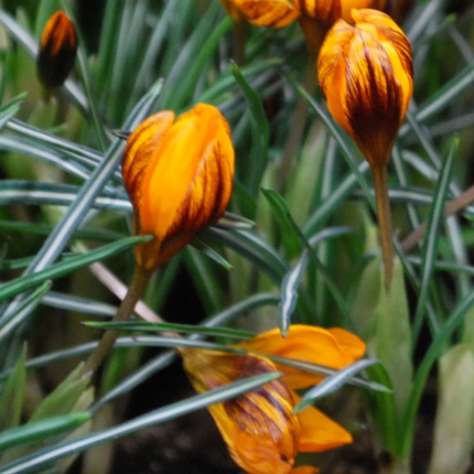 Crocus ‘Orange Monarch’