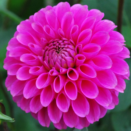 Dahlia 'Purple Fox'