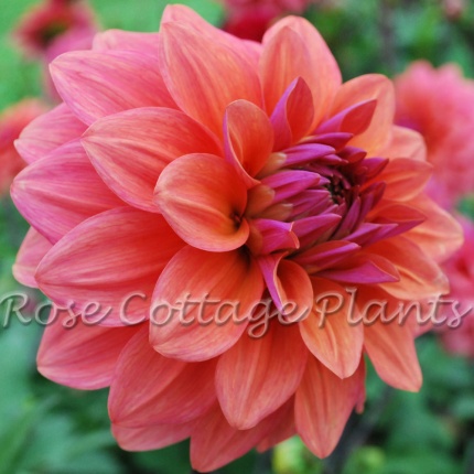 Dahlia 'American Dawn'