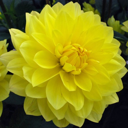 Dahlia 'American Sun'