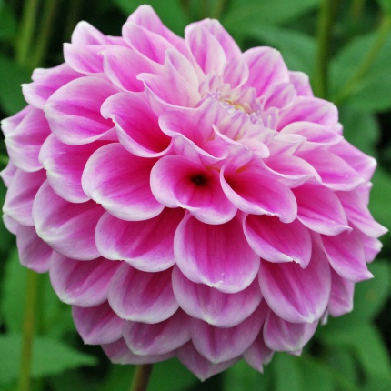 Dahlia 'Sweet Love'