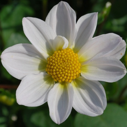 Dahlia 'Topmix Wit'