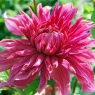 Dahlia 'Penhill Dark Monarch'