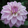 Dahlia 'Sweet Surprise'