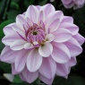 Dahlia 'Sweet Surprise'