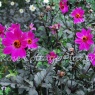 Dahlia 'Magenta Star' AGM