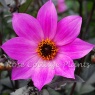 Dahlia 'Magenta Star' AGM
