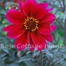 Dahlia 'Bishop of Canterbury'