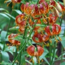 Lilium 'Arabian Knight'