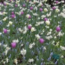 Tulipa 'Violet Beauty'