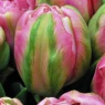 Tulipa 'Amazing Grace'