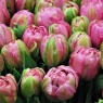 Tulipa 'Amazing Grace'