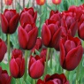 Tulipa 'National Velvet'