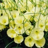 Narcissus 'Julia Jane'