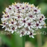 Allium 'Silver Spring'