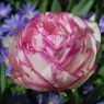 Tulipa 'Double Touch'