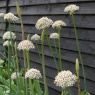 Allium 'Silver Spring'