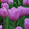 Tulipa 'Alibi'