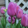 Tulipa 'Alibi'