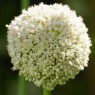 Allium 'White Cloud'