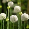 Allium 'White Cloud'