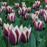 Tulipa 'Chansonette'